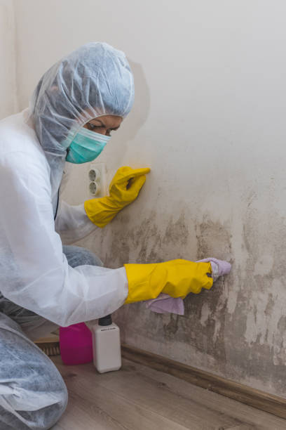 Best HVAC Mold Inspection and Cleaning  in Shreve, OH