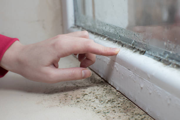 Best Emergency Mold Remediation  in Shreve, OH