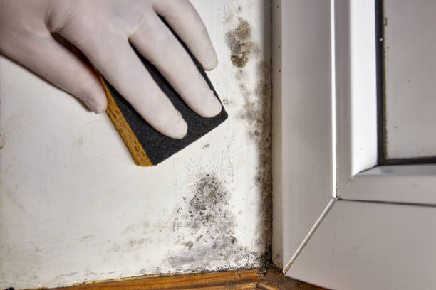 Best Residential Mold Inspection & Testing  in Shreve, OH